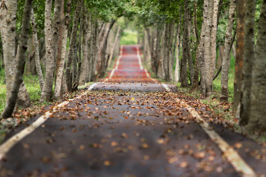 Tree-lined road