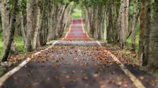 Tree-lined road