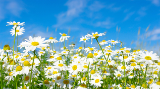 White daisies are in a green field with a bright blue sky behind them