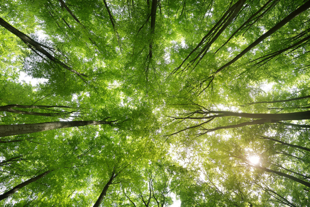 A beech tree forest in Germany