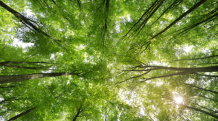 A beech tree forest in Germany