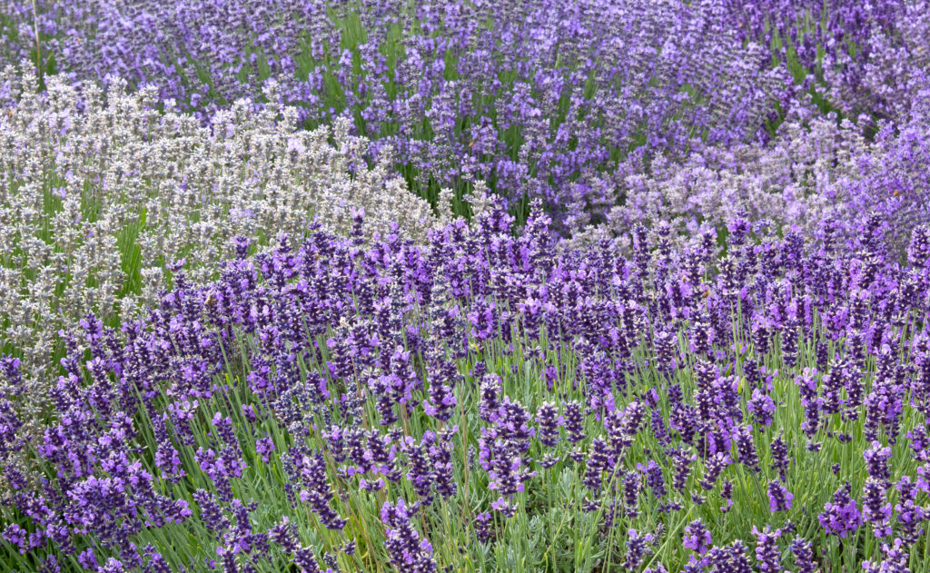 lavender flower field