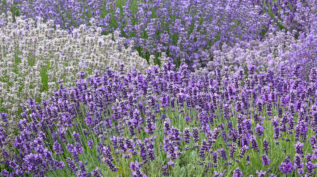 lavender flower field