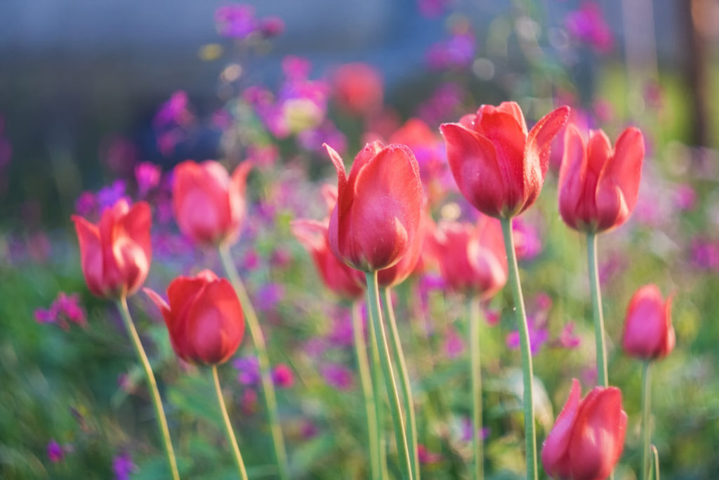 Beautiful red spring tulips flowers growing in garden