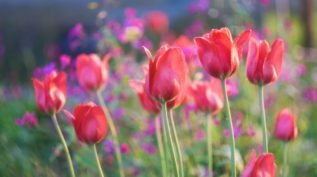 Beautiful red spring tulips flowers growing in garden