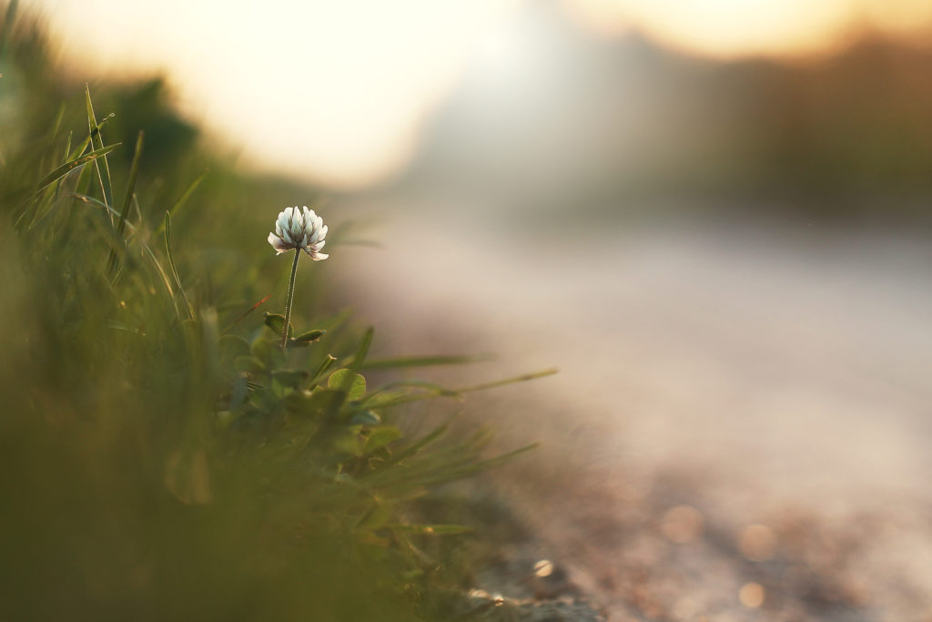 white flower by roadside. Nature outdoor autumn photo