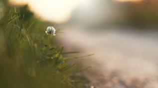 white flower by roadside. Nature outdoor autumn photo