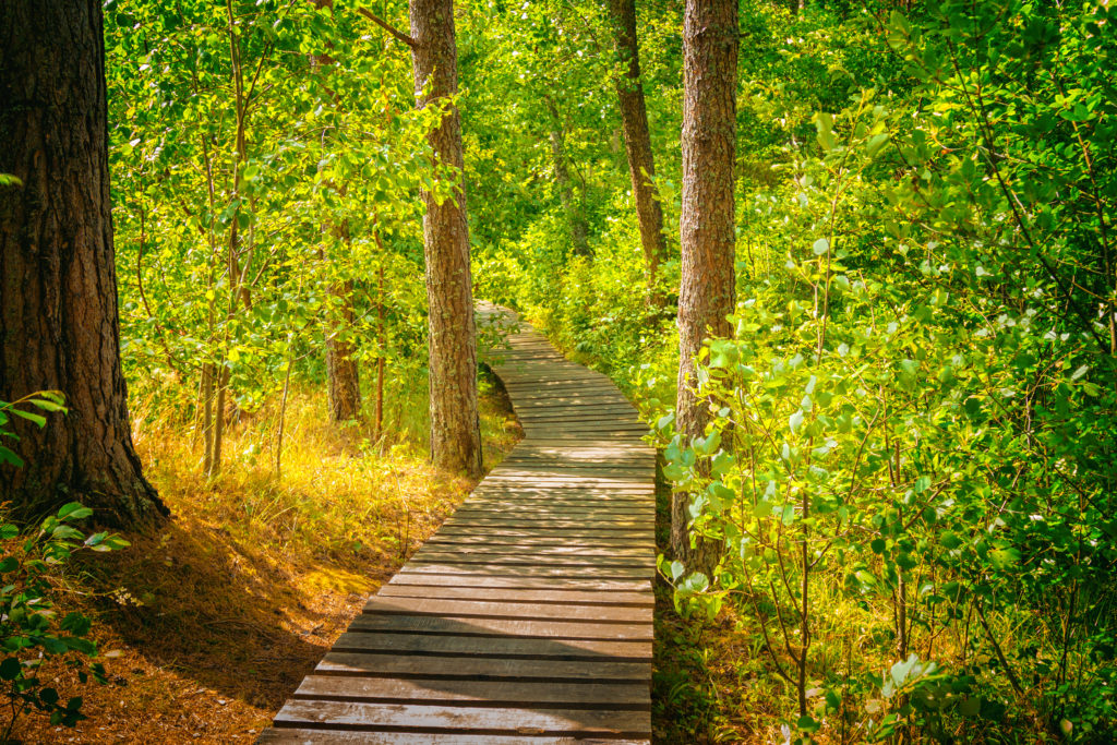 Wooden pathway in the forest