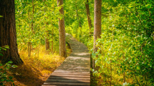 Wooden pathway in the forest