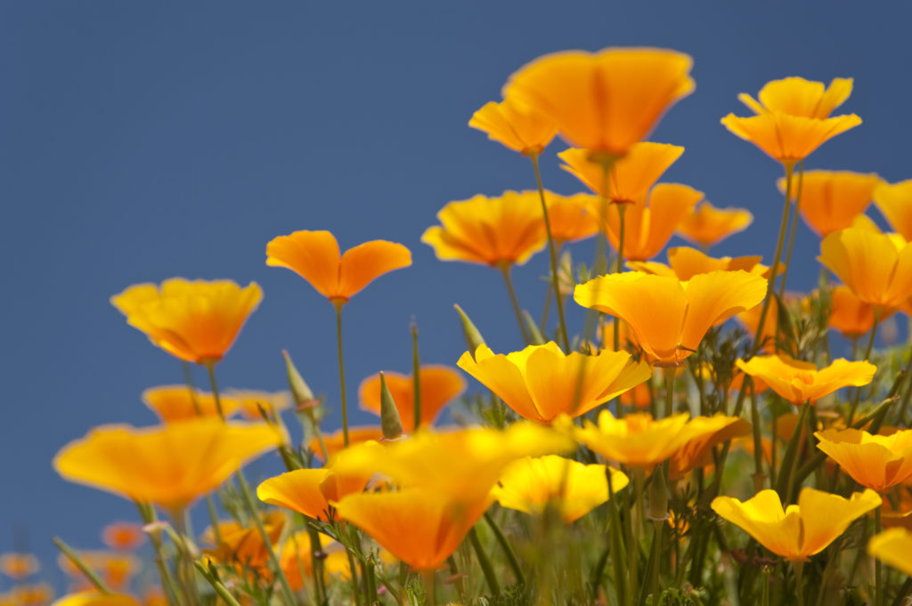 close up of colorful flowers, they are yellow