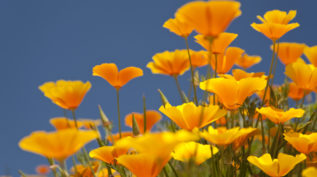 close up of colorful flowers, they are yellow