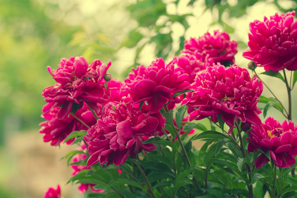 Peonies Flowers