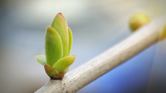 A green sprout on a branch