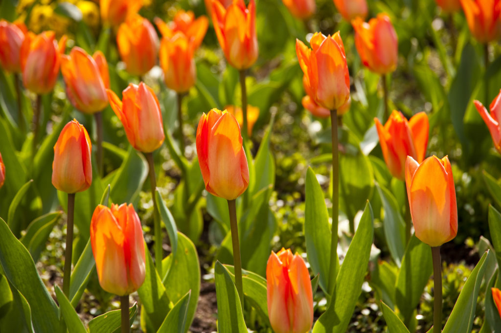 Red tulips in a park