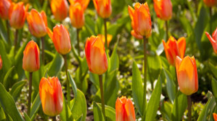 Red tulips in a park