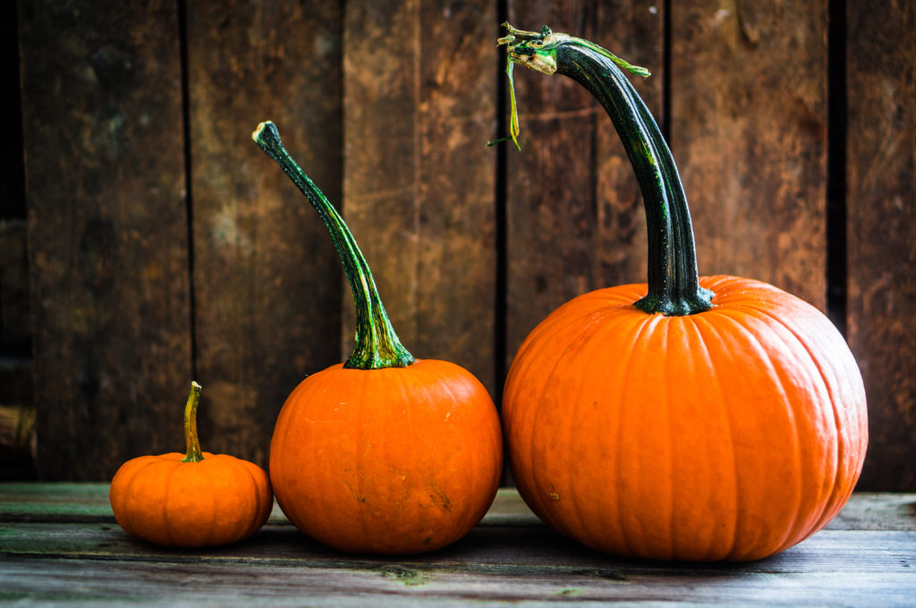 Colorful pumpkins on wooden background