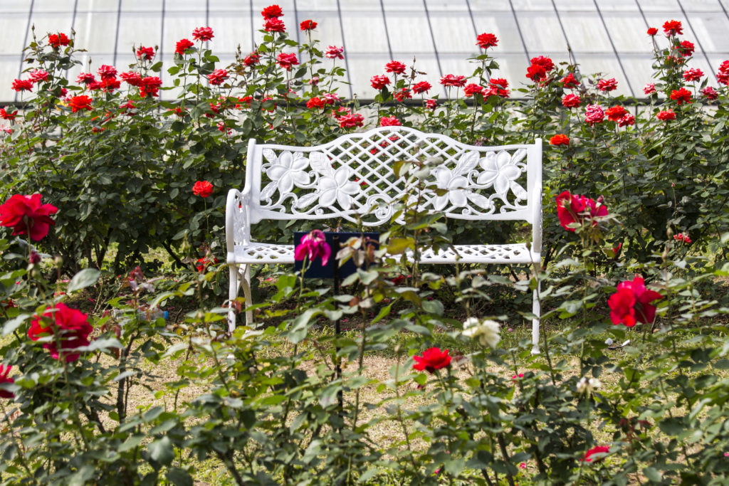 White chairs on red rose gardens