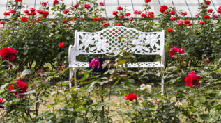 White chairs on red rose gardens