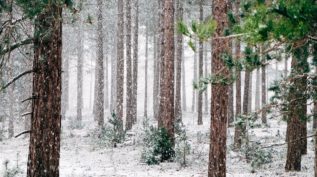 a snowy forest