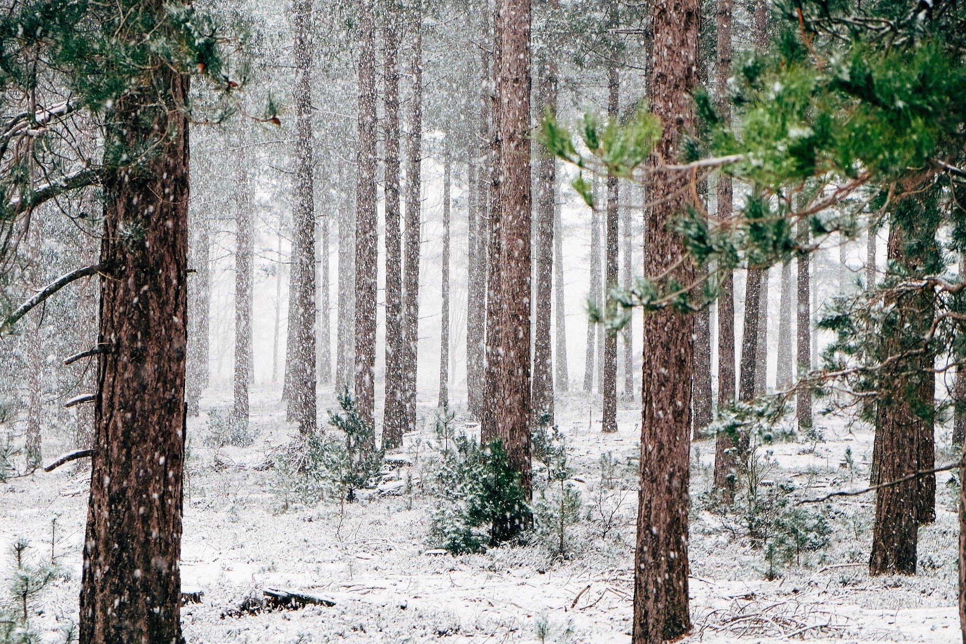 a snowy forest