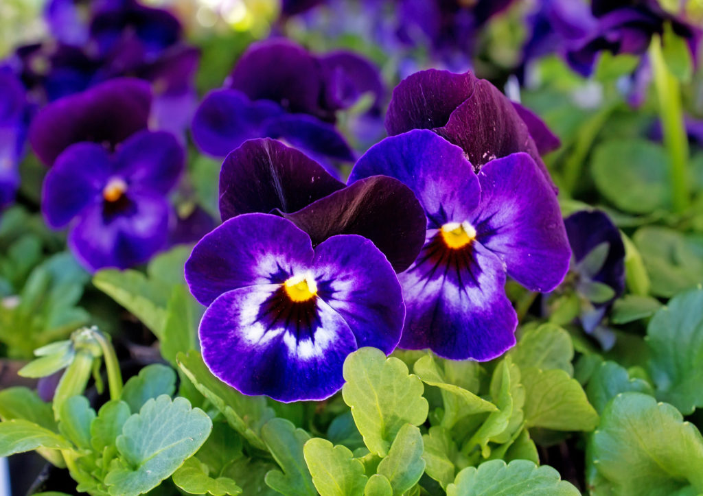Purple Poppy Flowers