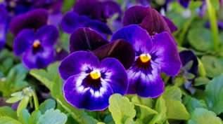 Purple Poppy Flowers