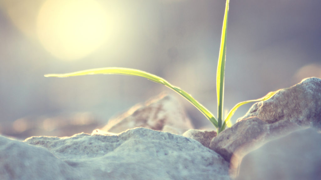 plant grows out of rocks