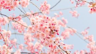 Cherry blossom tree