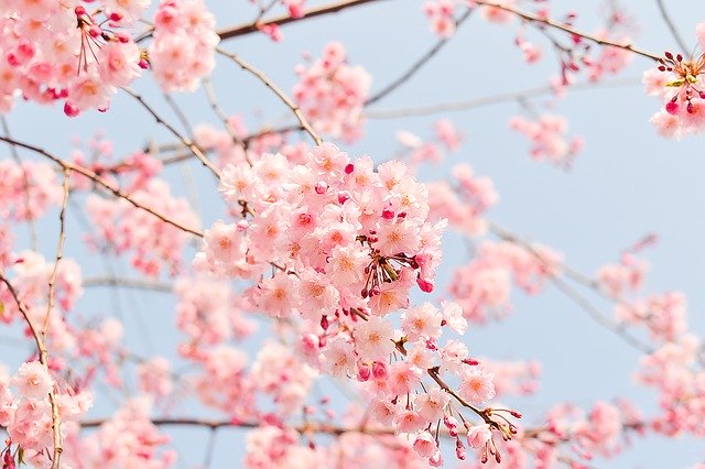 Cherry blossom tree