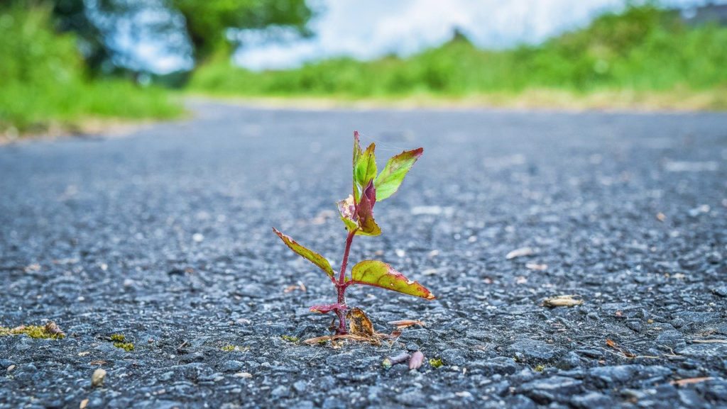plant growing out of asphalt