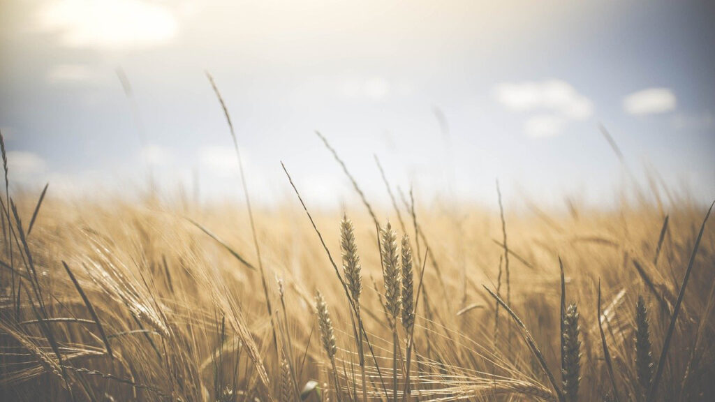 wheat field