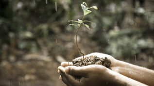 hand holding plant in rain