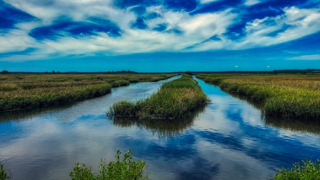 South Carolina marshland