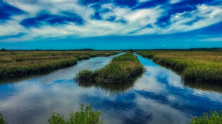 South Carolina marshland