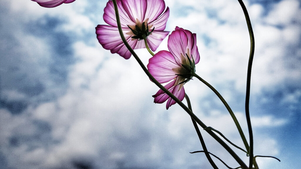 purple flowers