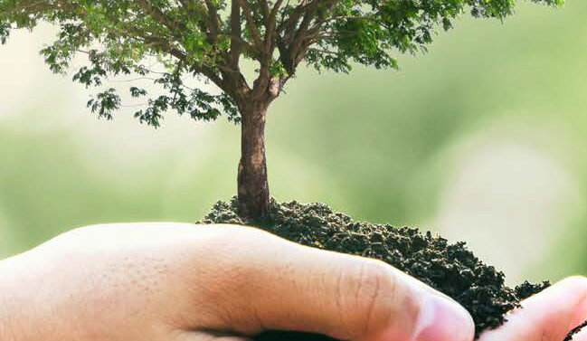 hand holding a tree