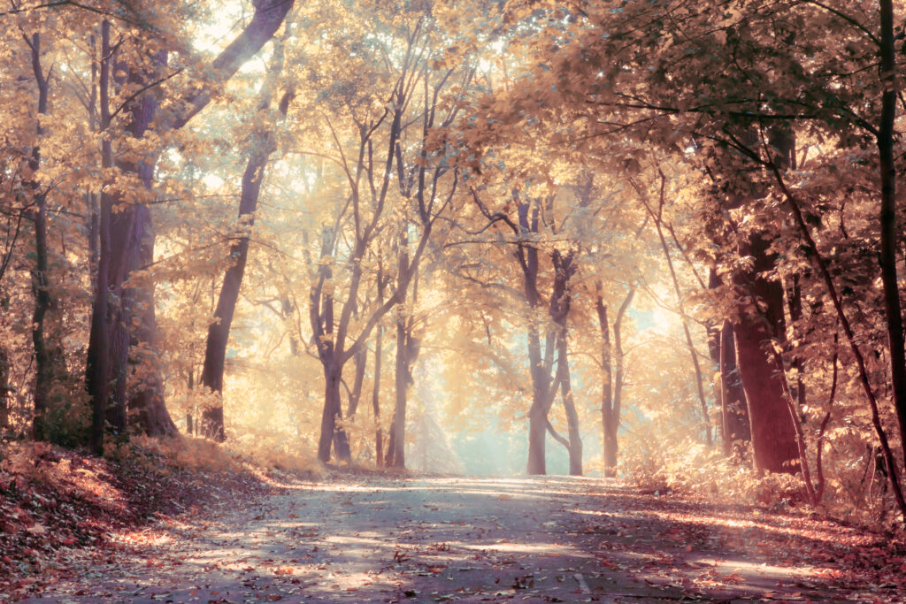 Sunlight Shining Through Fall Trees