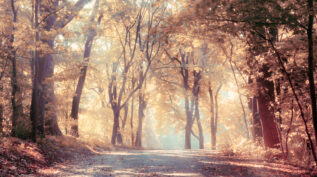 Sunlight Shining Through Fall Trees