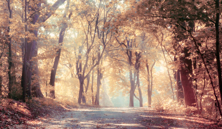 Sunlight Shining Through Fall Trees