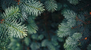 Fir tree branch