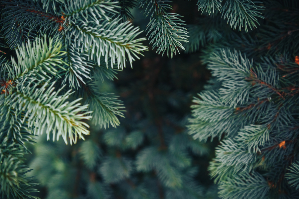 Fir tree branch