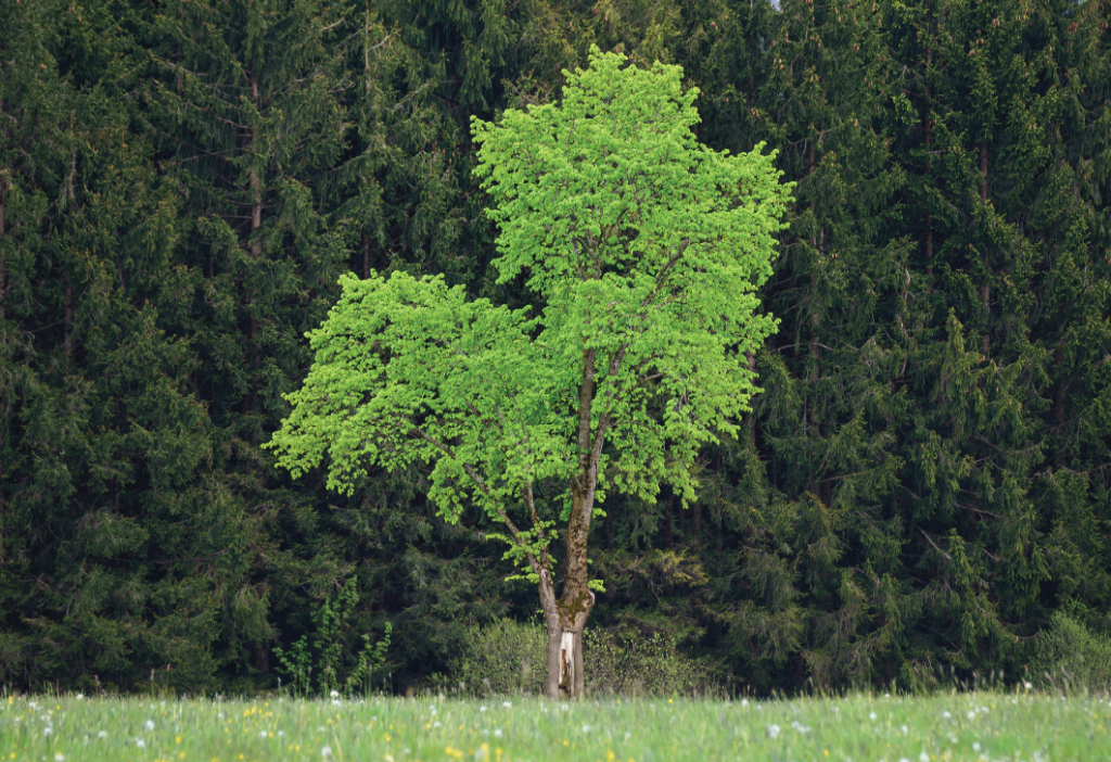 Tree in field