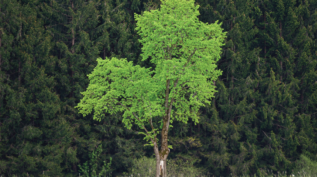 Tree in field