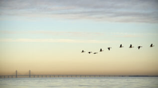 Flock of birds flying near bridge