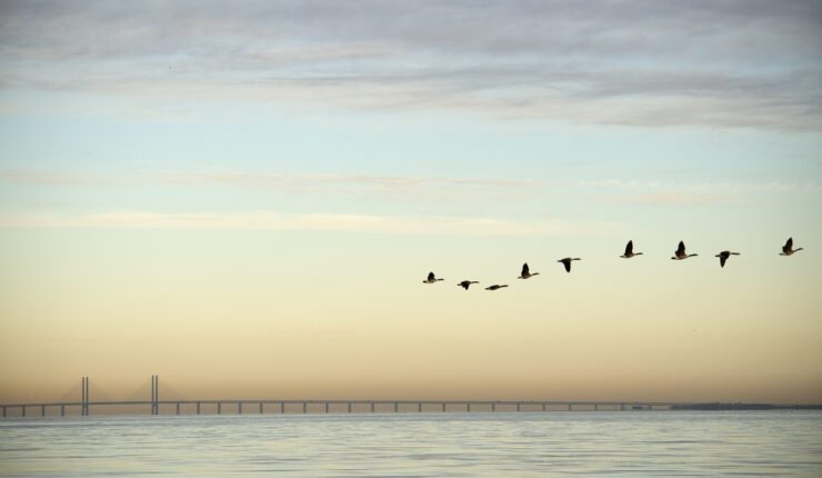 Flock of birds flying near bridge