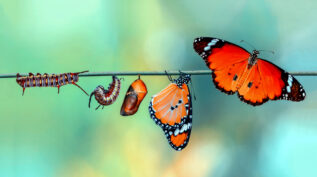 Caterpillar transitioning to butterfly; lifecycle concept