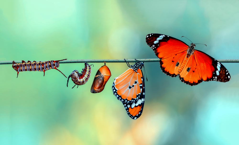 Caterpillar transitioning to butterfly; lifecycle concept