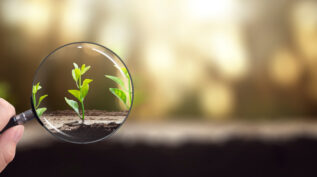 Growing plant put into focus by a magnifying glass