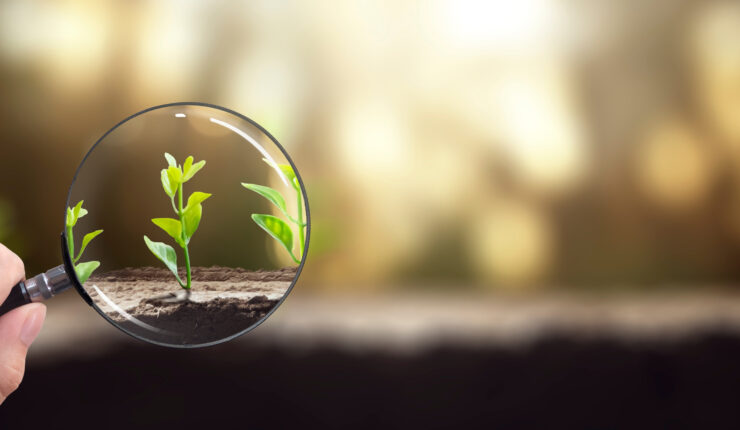 Growing plant put into focus by a magnifying glass