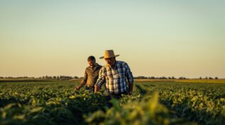 Two farmers in a field looking at soy crop at sunset